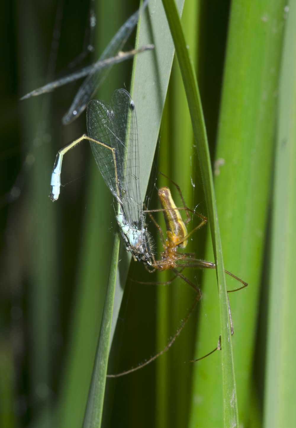 Тетрагната Сосновая