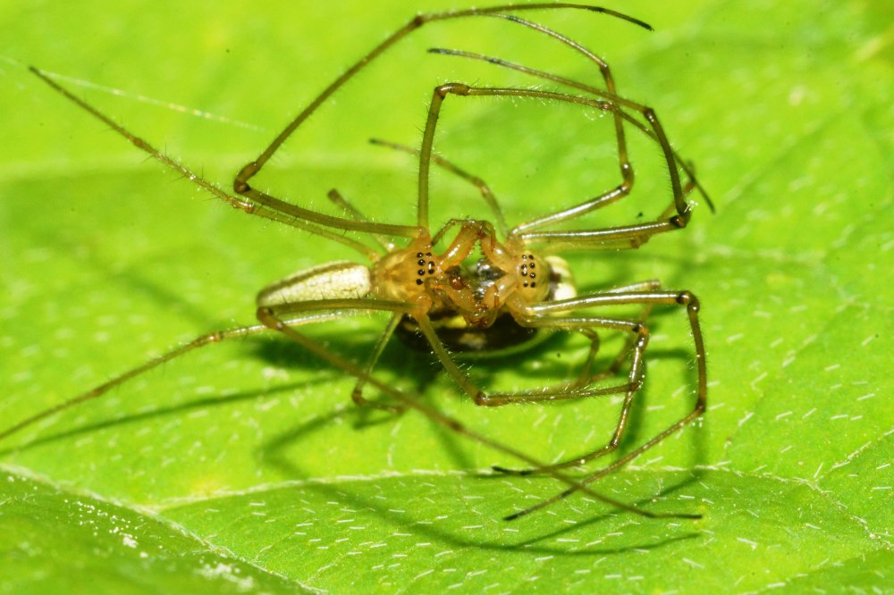 Пауки спариваются