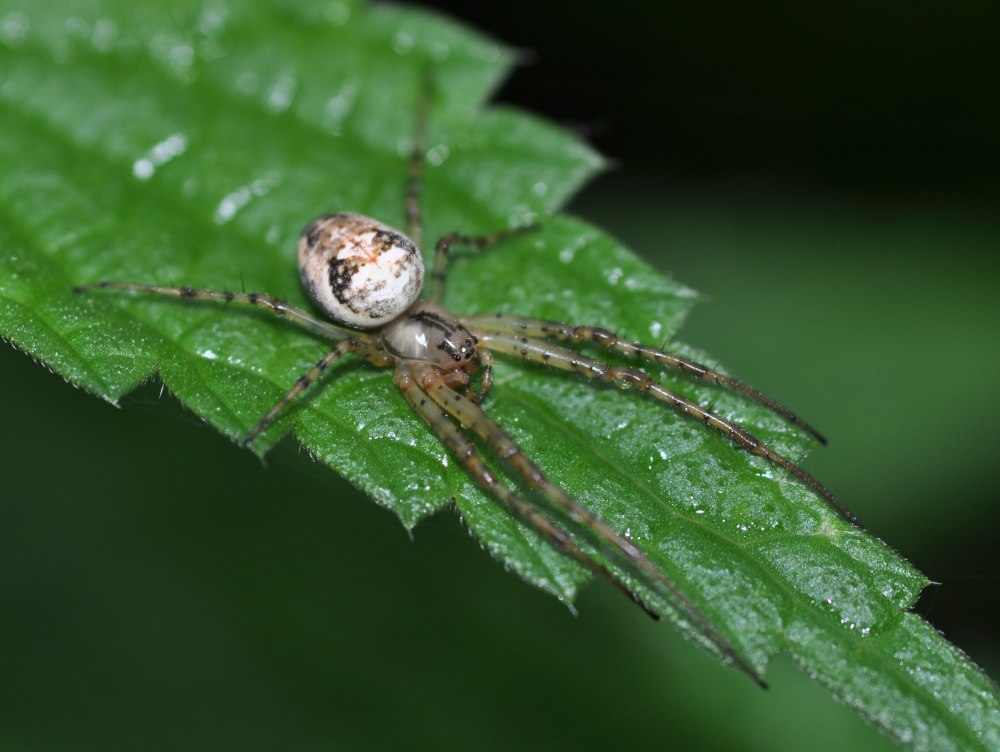 Паук метеллина сегментированная