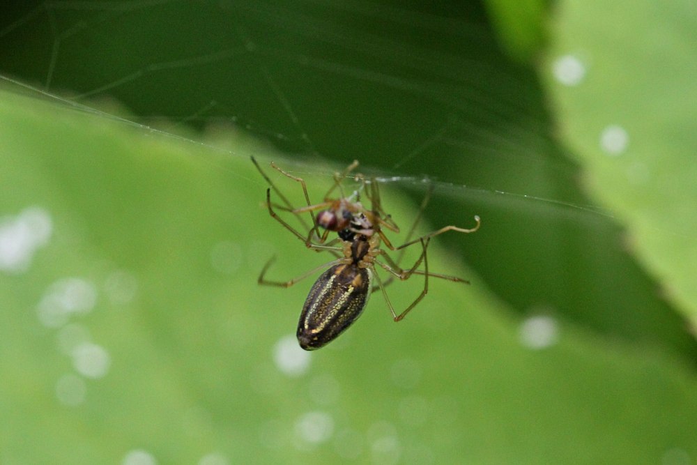 Тетрагната Сосновая