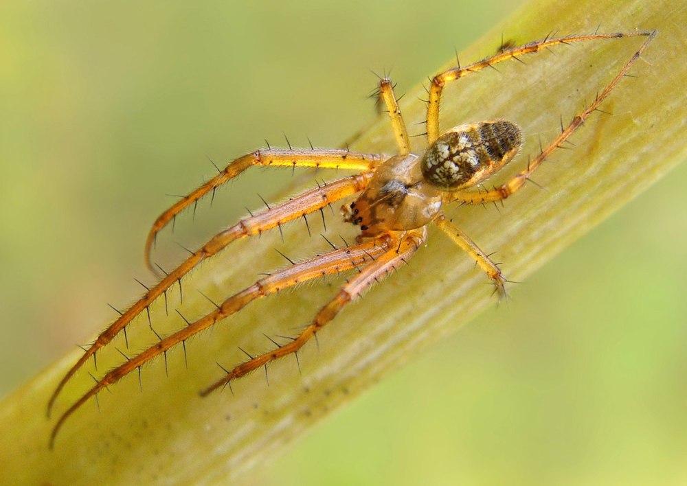 Трудовик вязальщик паук