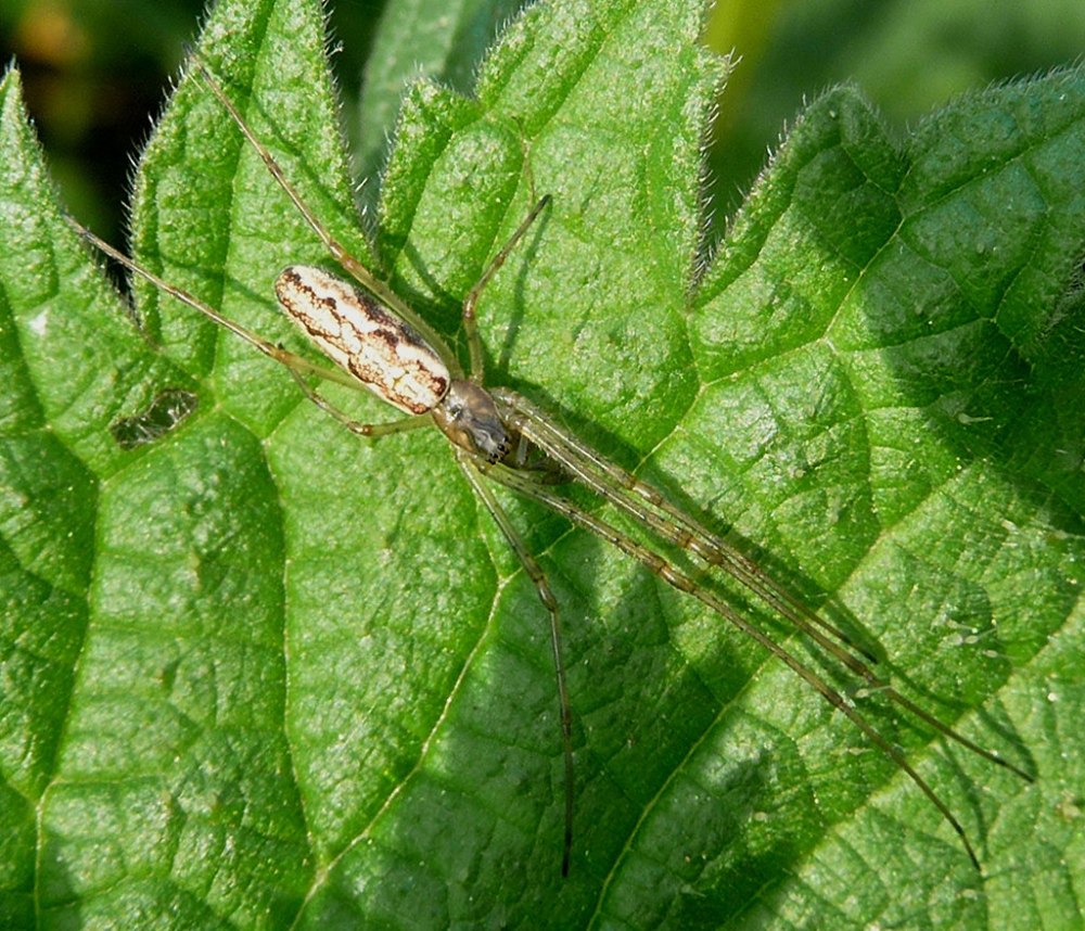 Тетрагната Хвойная