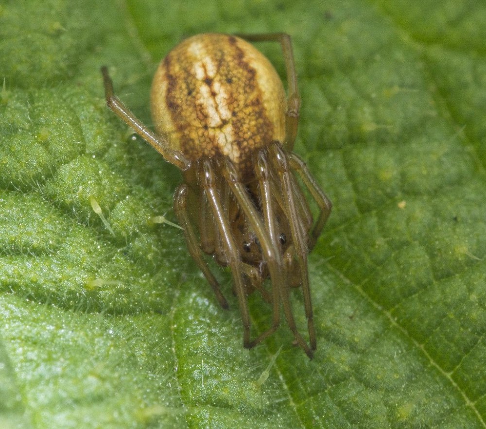 Пауки тетрагнатиды ядовитые