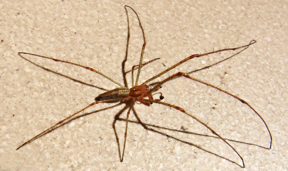 Тетрагната невооруженная