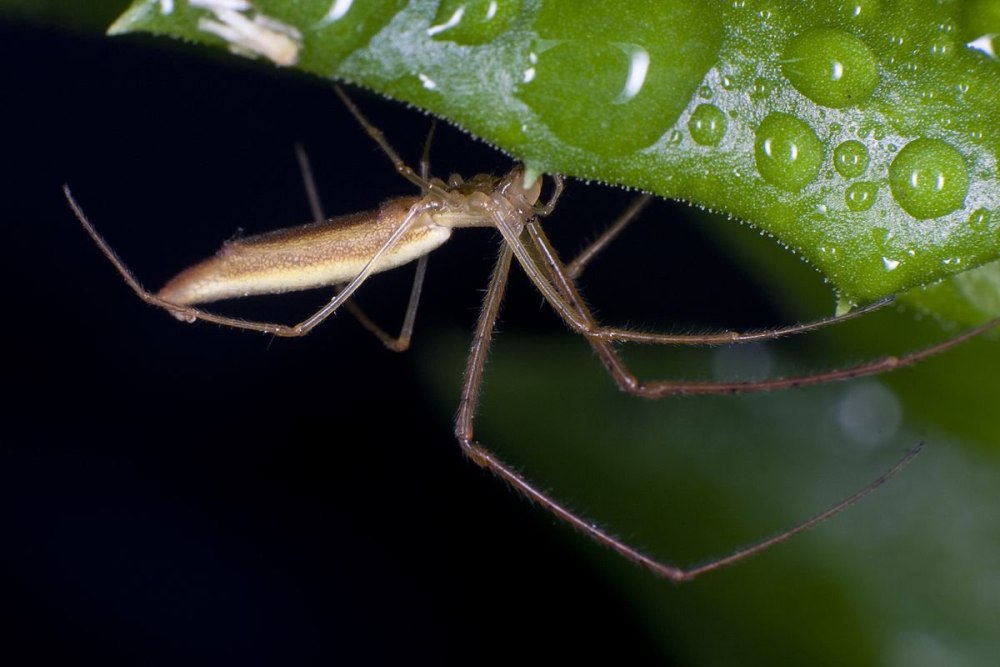 Tetragnatha pinicola