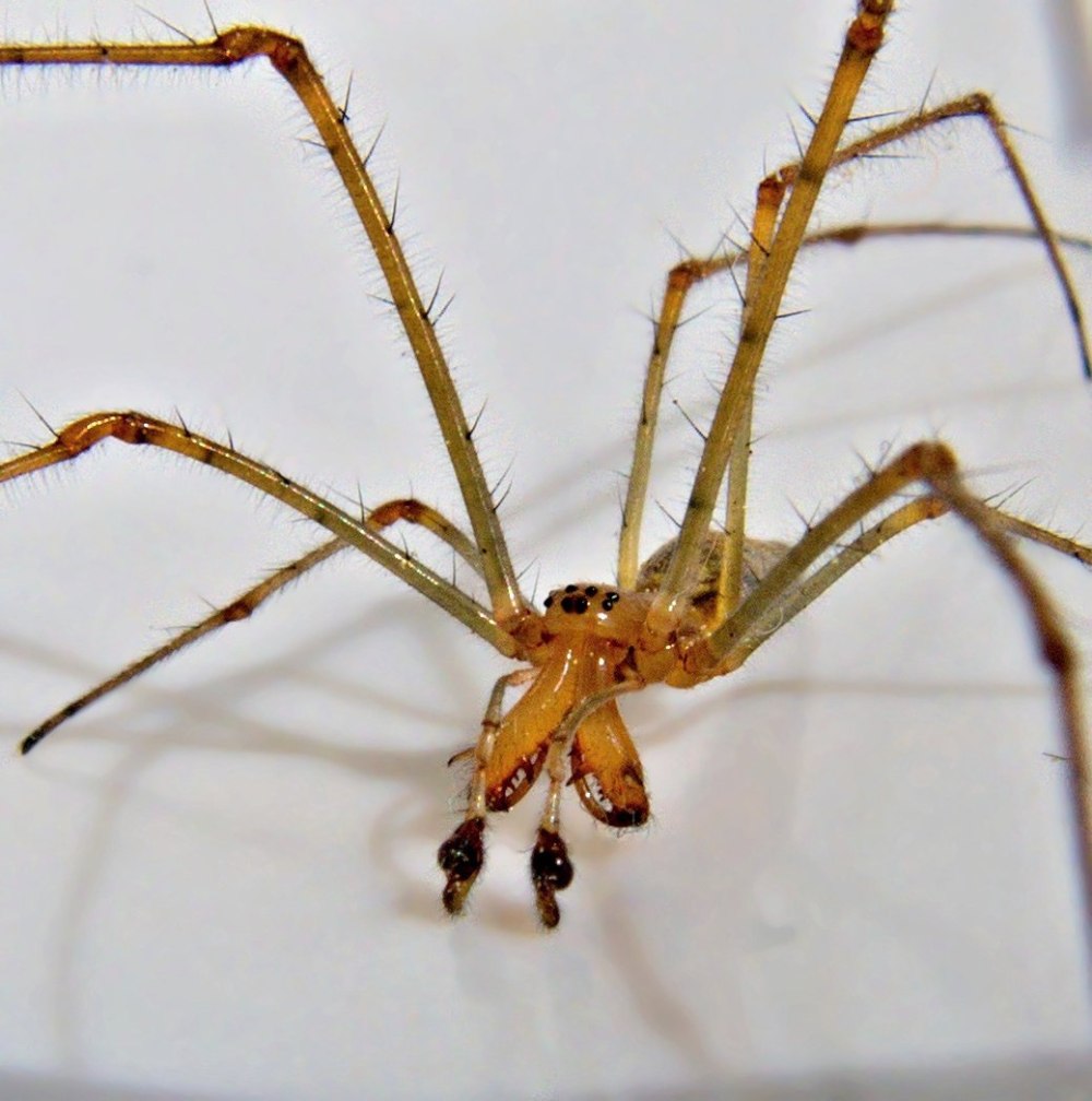 Tetragnatha squamata паук