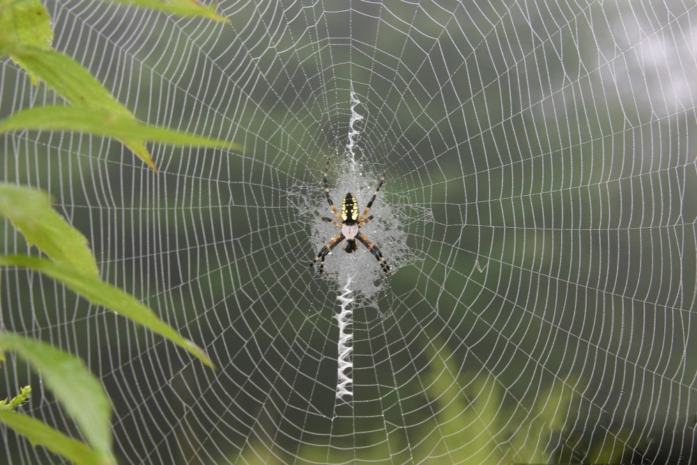 Паук Аргиопа паутина