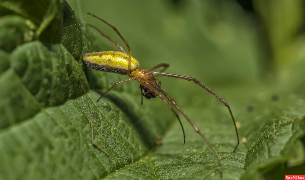 Пауки тетрагнатиды ядовитые