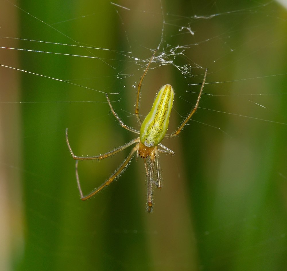 Паук тетрагнатид