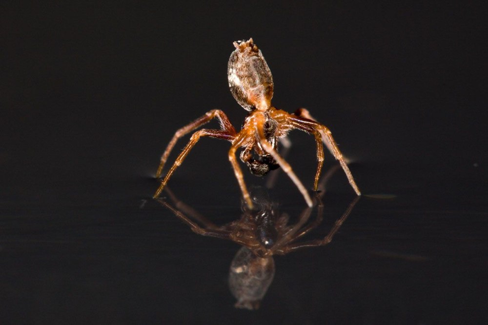 Паук бегающий по воде