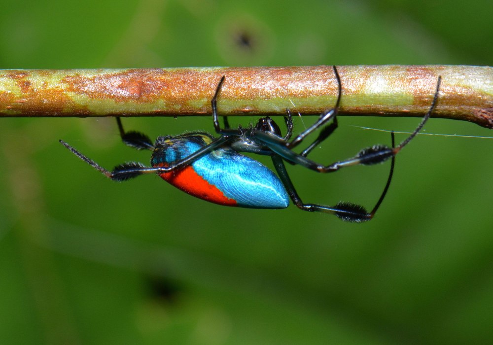 Opadometa SP павук