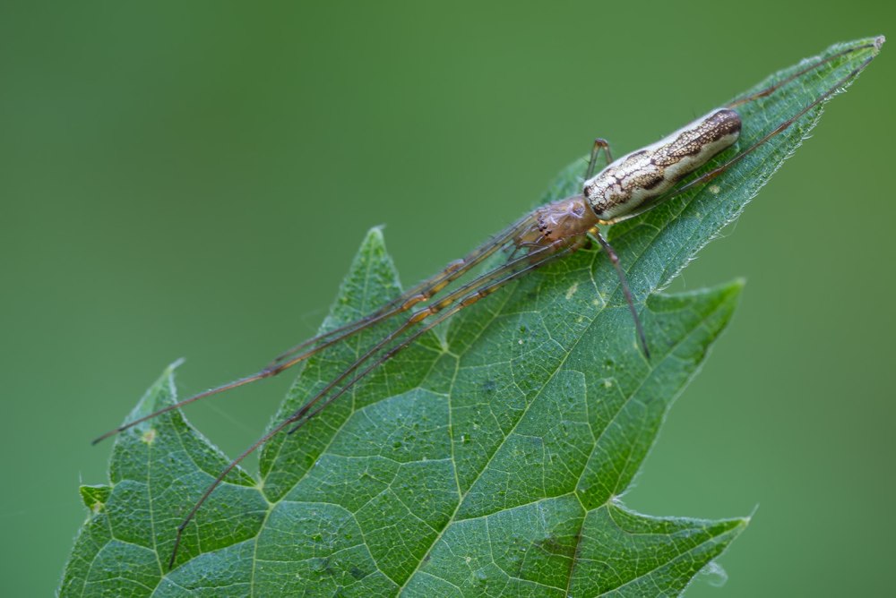 Тетрагната обыкновенная