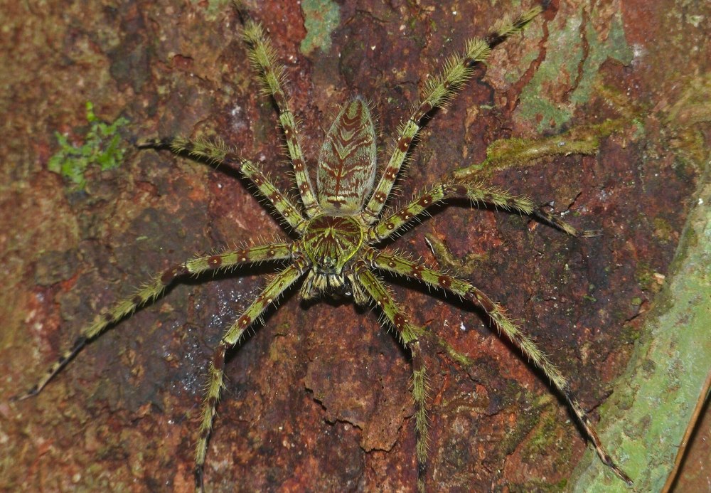 Heteropoda boiei