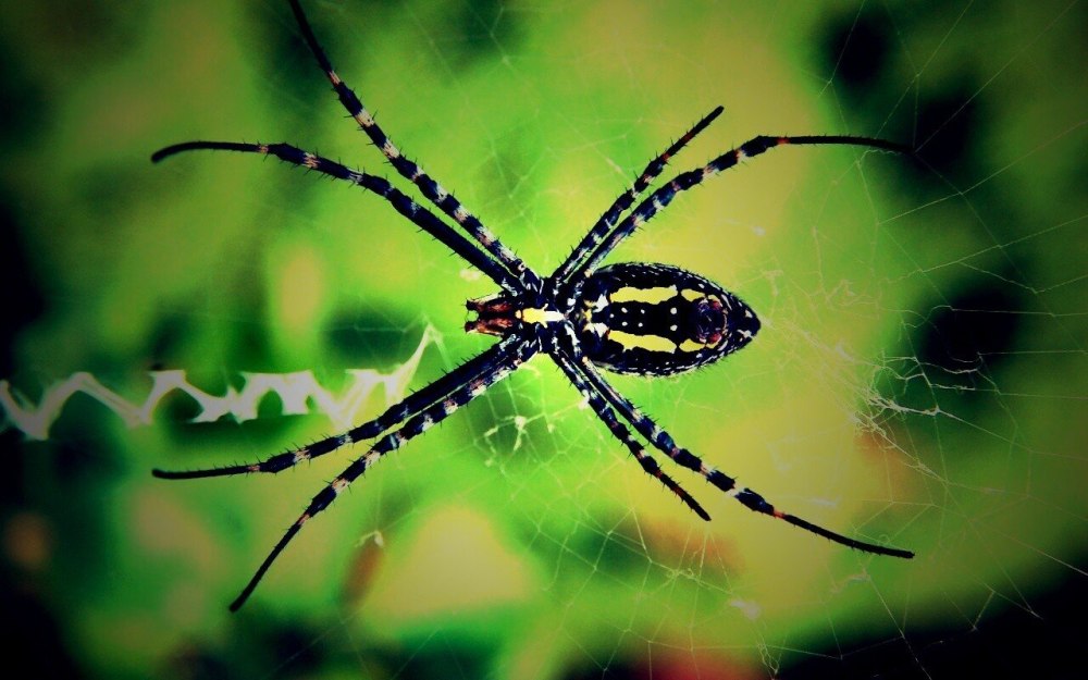 Паук сенокосец