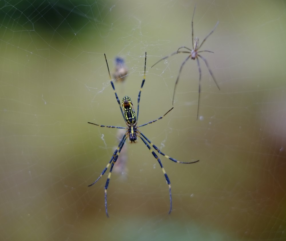 Паук золотопряд