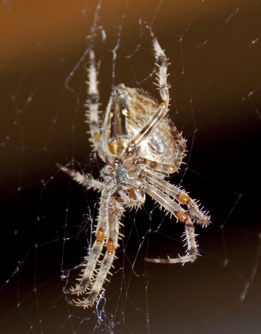 Паук крестовик Дальневосточный