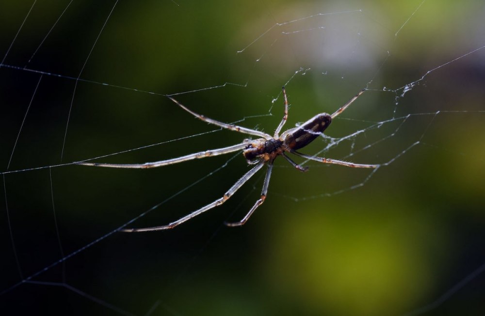 Паук вязальщик фото