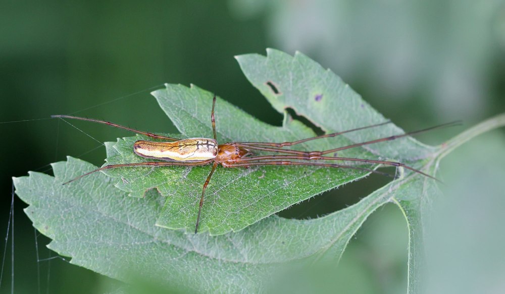 Tetragnatha Montana