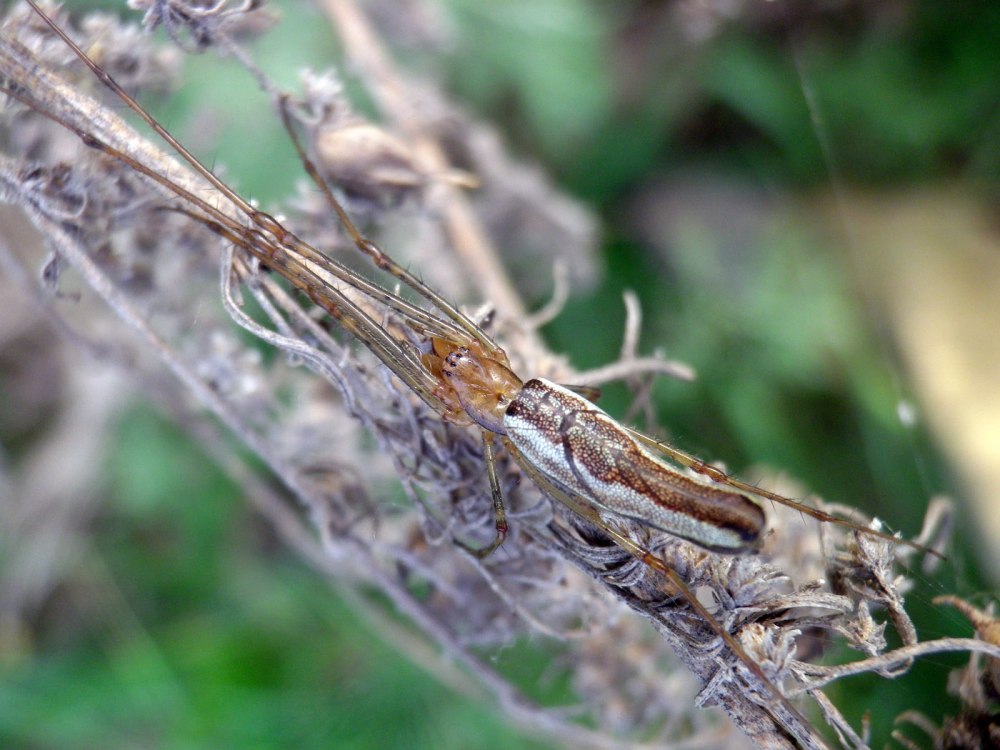 Tetragnatha, Tibellus