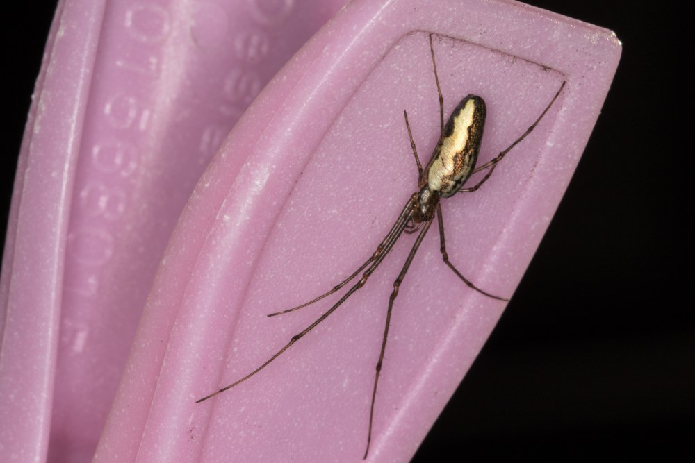 Тетрагната Монтана