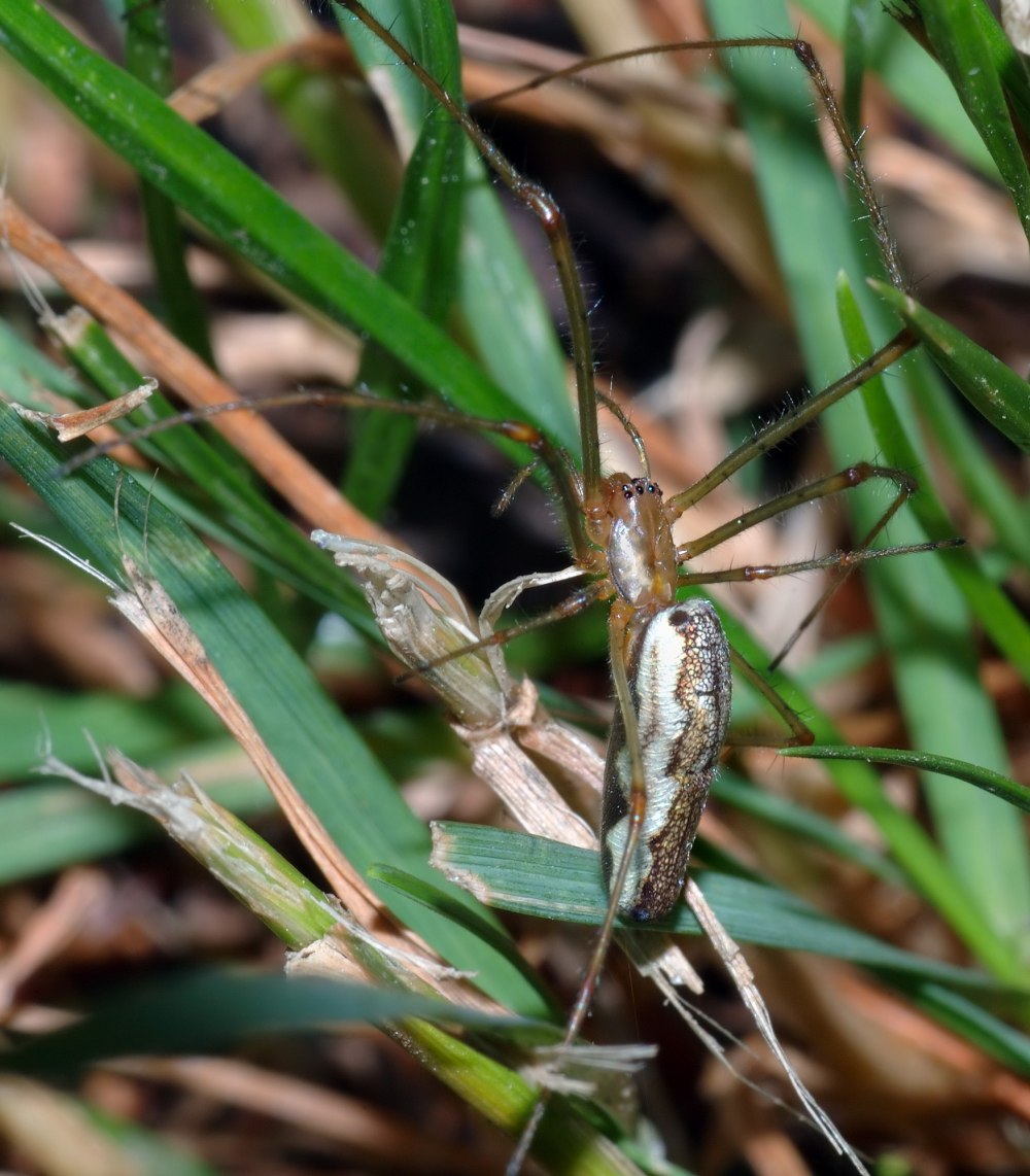Tetragnatha pinicola