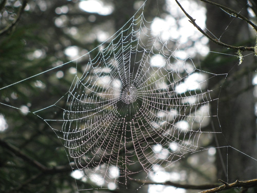 Пауки тетрагнатиды паутина