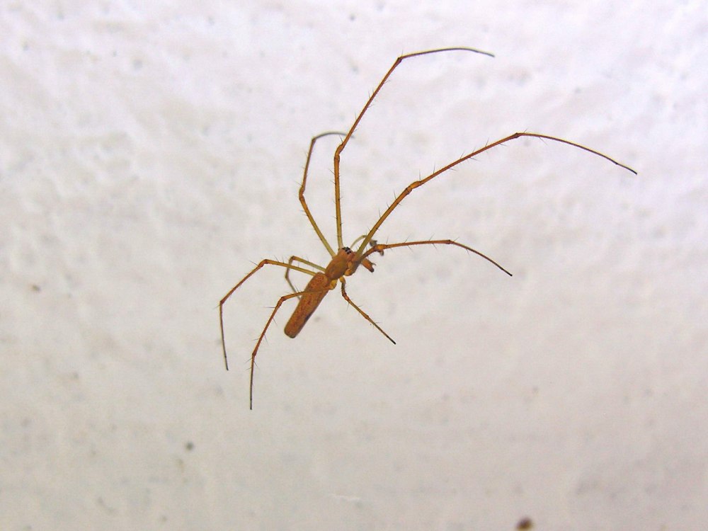 Тетрагнатха caudicula