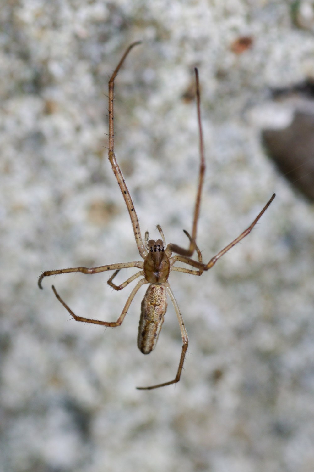 Tetragnatha Nigrita