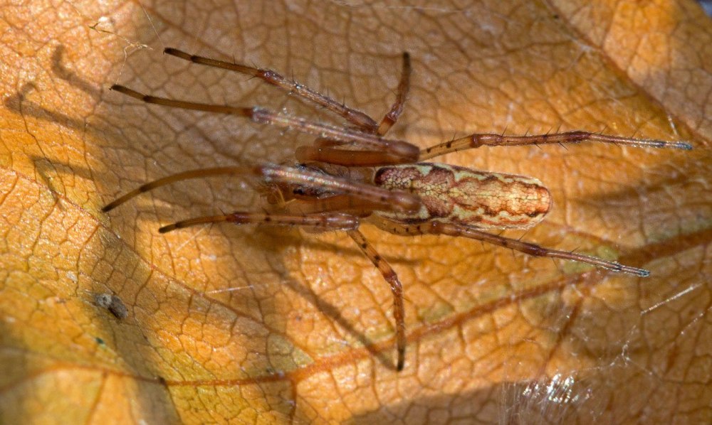 Паук длинный вязальщик