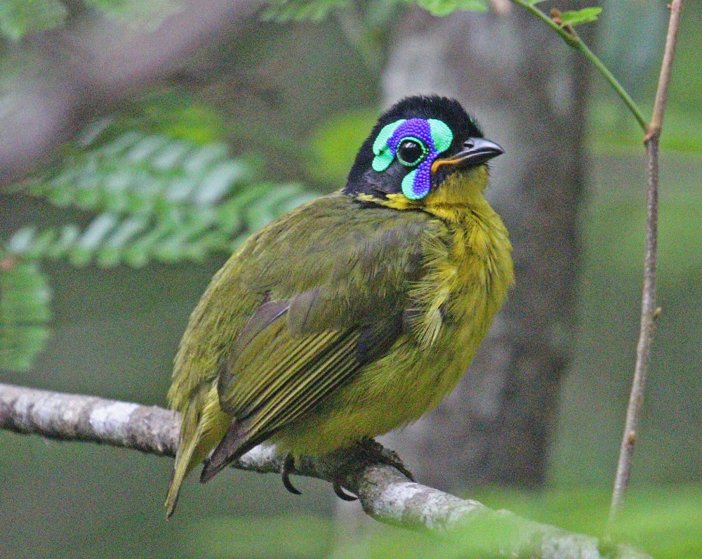 Philepitta schlegeli