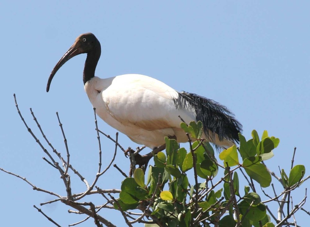 Священный Ибис (Threskiornis aethiopicus)