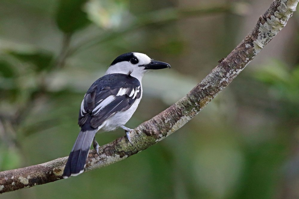 Vanga curvirostris