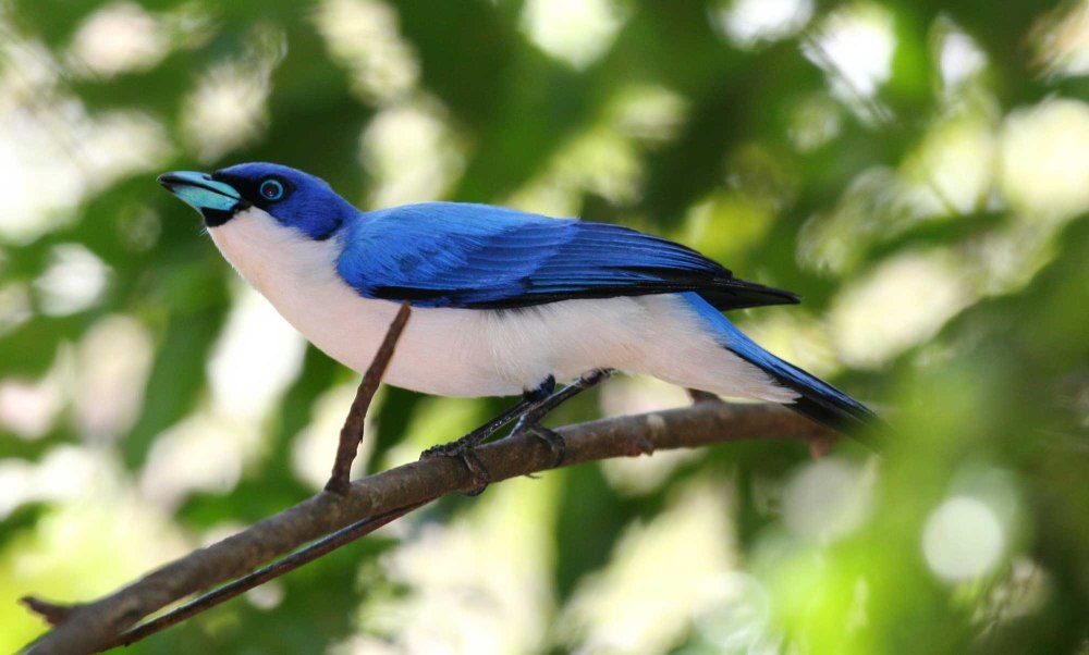 Синяя Ванга Cyanolanius madagascarinus