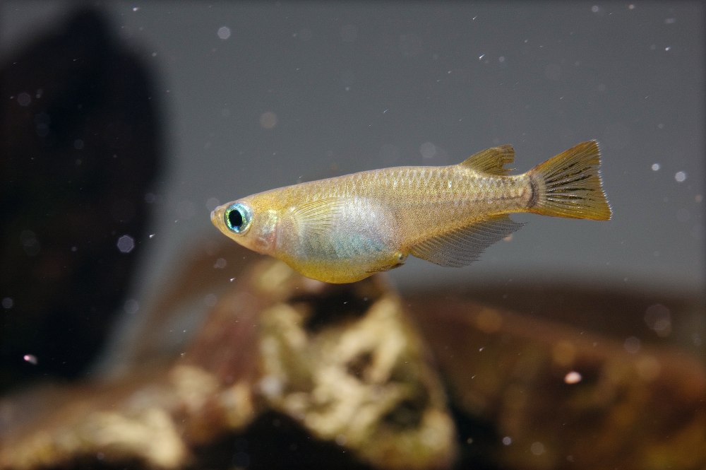 Японская Медака (Oryzias Latipes)