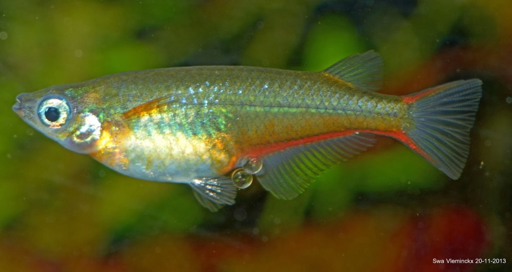 Оризиас вовора (Oryzias woworae)