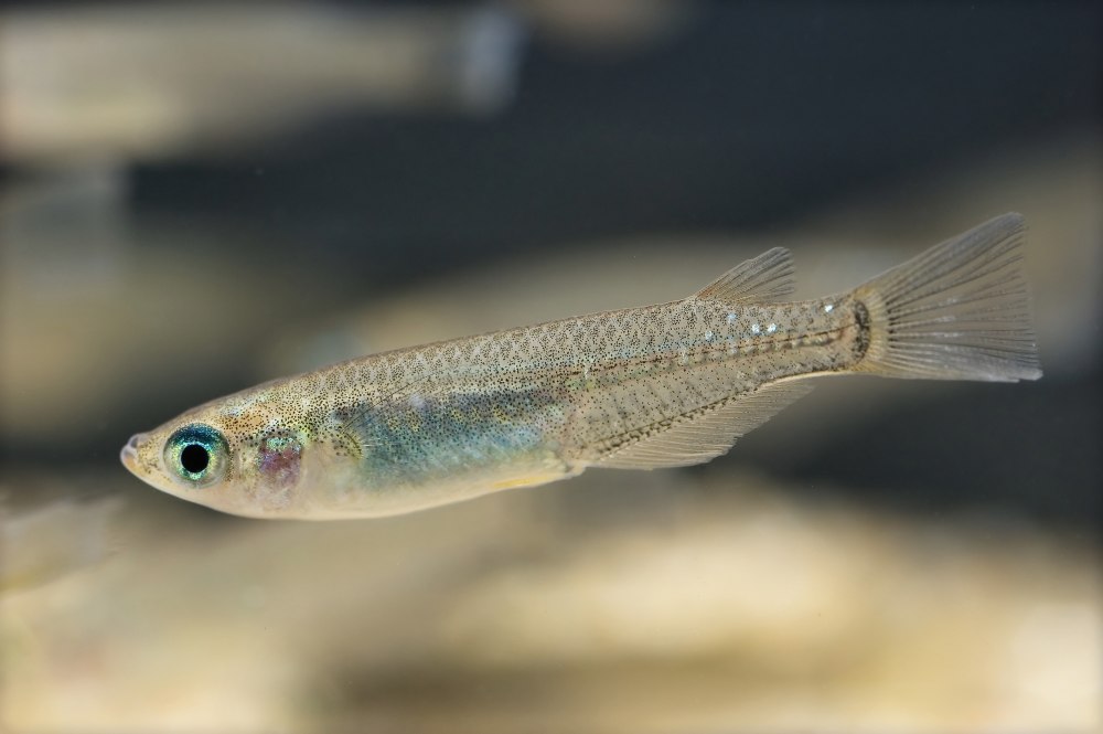 Японская Медака (Oryzias Latipes)