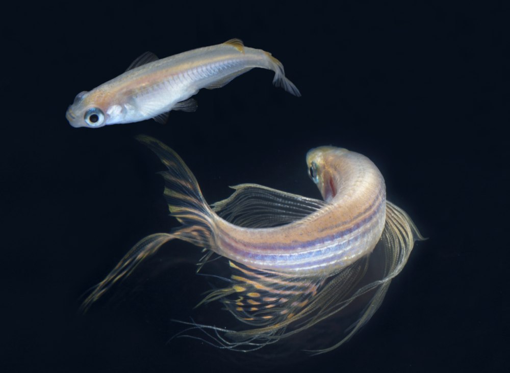 Рыбки Danio rerio и Медака (Oryzias javanicus)