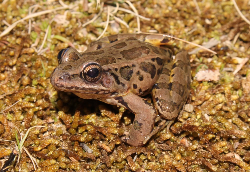Aparasphenodon brunoi