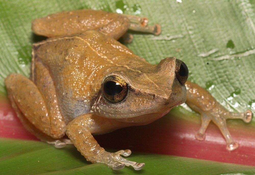Крошечная лягушка Eleutherodactylus Coqui