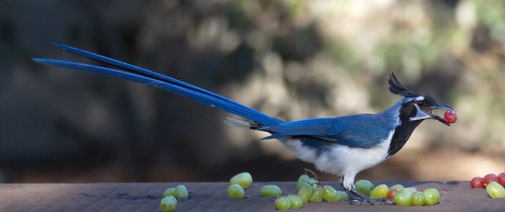 Spotted Birds unflyable