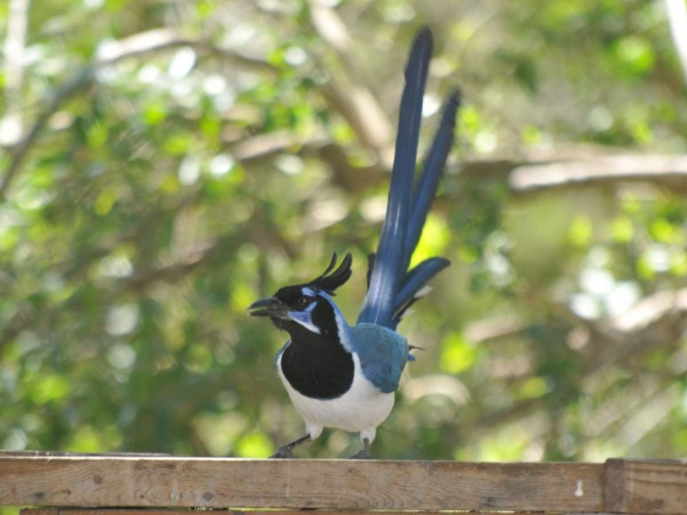Calocitta colliei