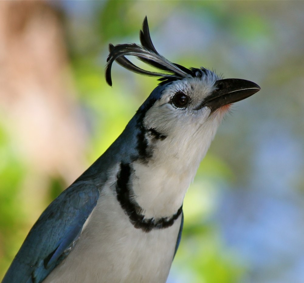 Calocitta Formosa