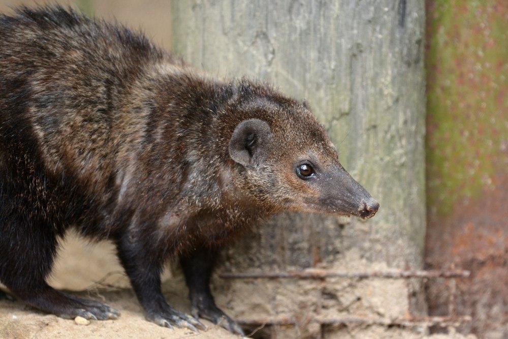 Long-Nosed Mongoose