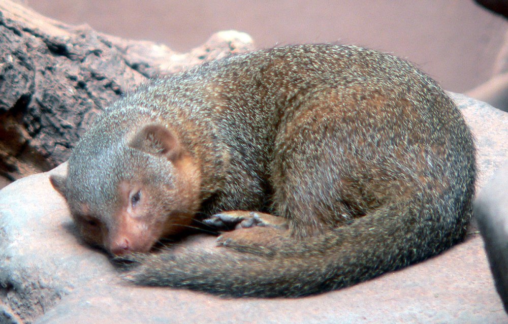 Dwarf Mongoose Diet