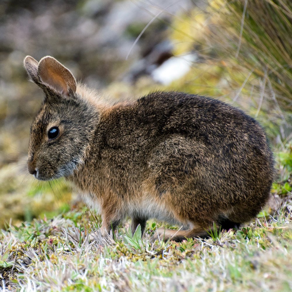 Sylvilagus Brasiliensis