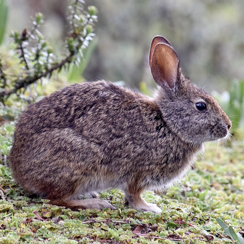 Sylvilagus Brasiliensis