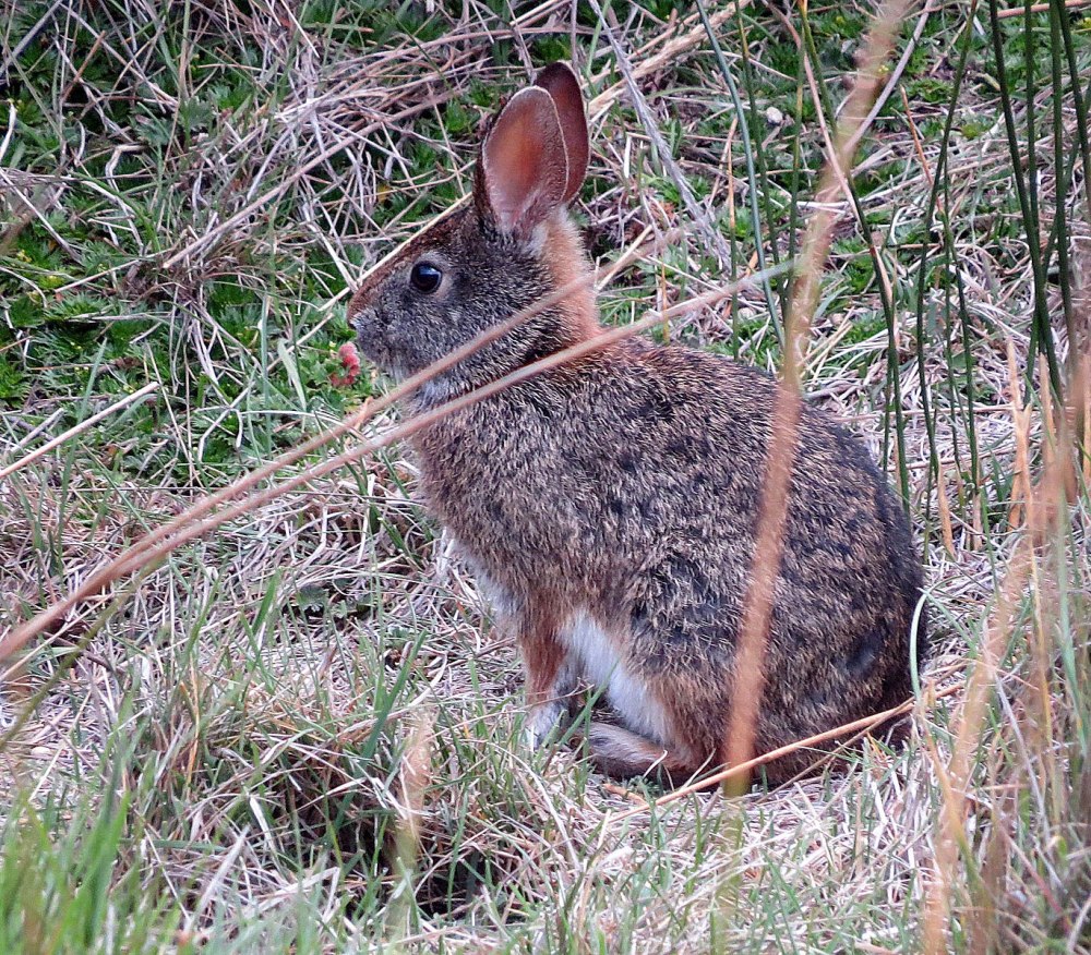 Sylvilagus Brasiliensis