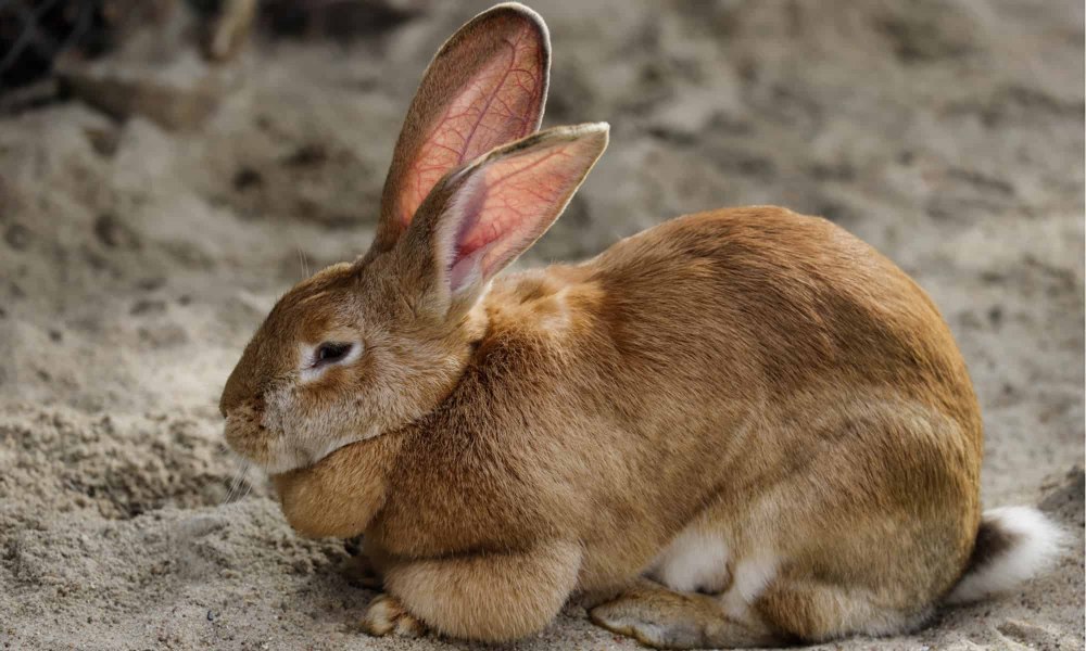 Flemish
