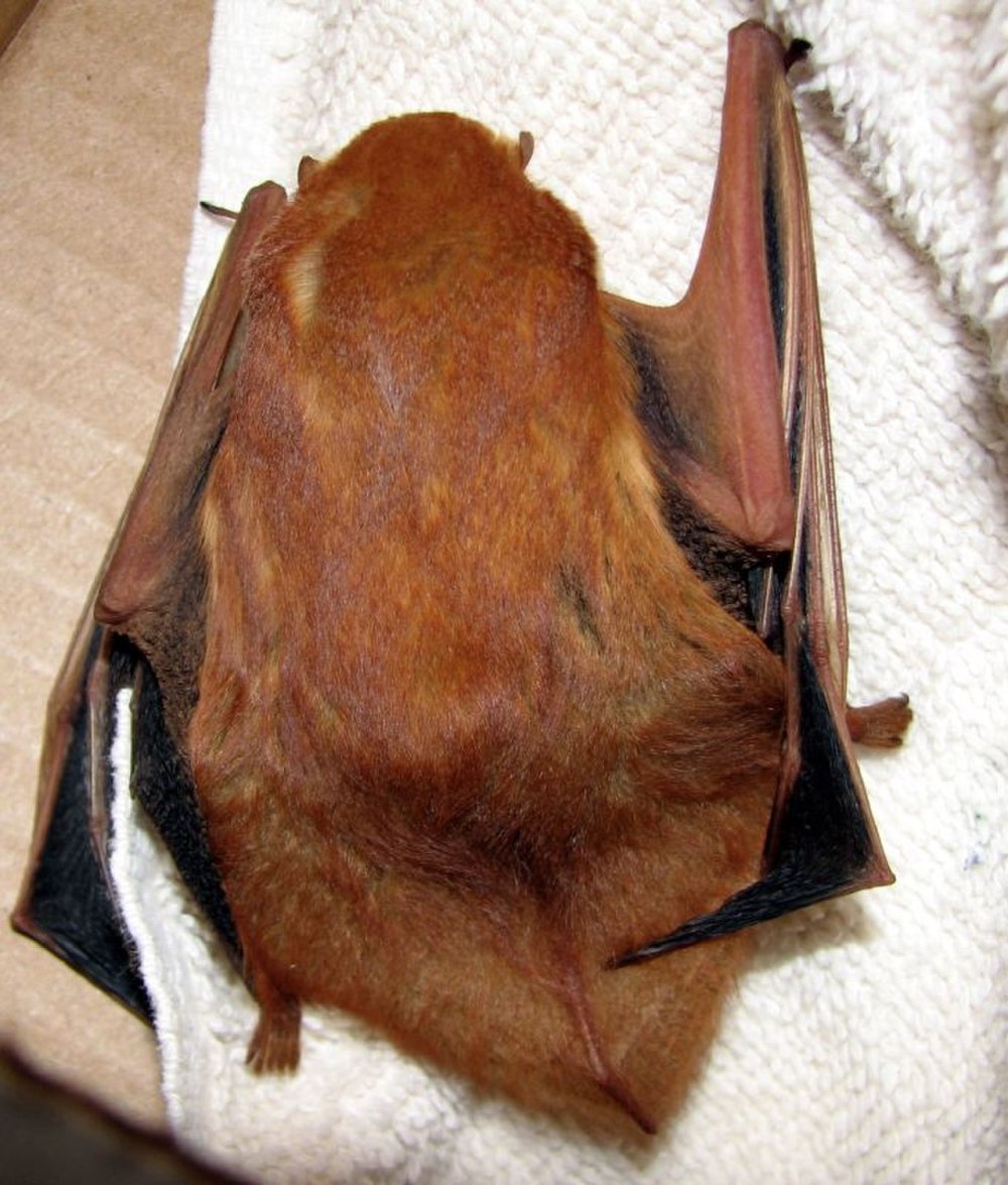 Lasiurus blossevillii