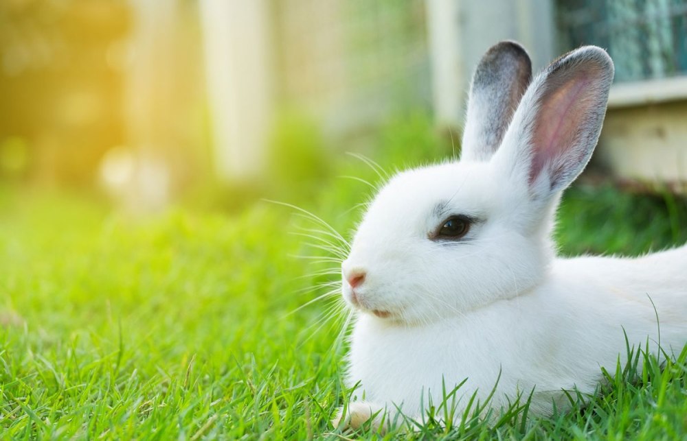 About my Pets Rabbit